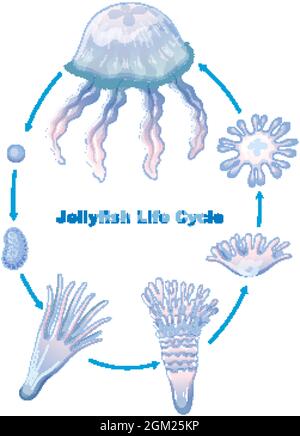 Jellyfish Life Cycle for kids education illustration Stock Vector Image ...