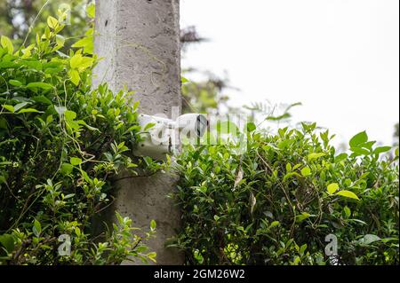 Modern CCTV security camera system install on cement pole in garden Stock Photo