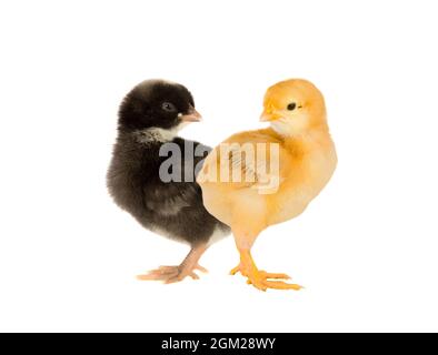 Yellow and black chicken isolated on a white background Stock Photo