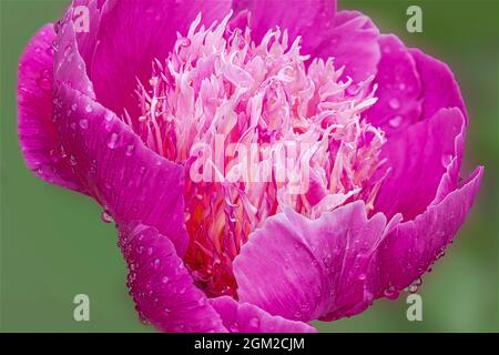 Pink Peony Rain Drops - closeup of a Poeny flower with water drops after a spring shower. Stock Photo