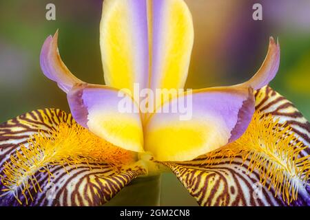 Beautiful  Bearded Iris Flower - Close up view of a beautiful yellow and lavender Bearded Iris flower. This image is  also available as a black and wh Stock Photo
