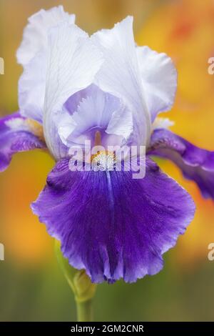 Bearded Iris Flower In Garden  - Gracious purple and white Bearded Iris flower against a soft  colorful floral garden background. This image is  also Stock Photo