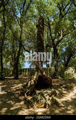 Holm oak in the Sacred Wood of Monteluco, Spoleto, Umbria, Italy Stock Photo