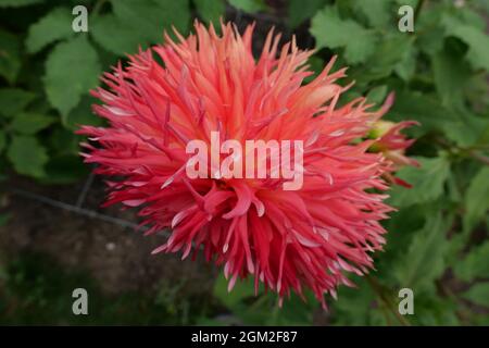 Side view of beautiful orange red coloured shaggy dahlia and foliage