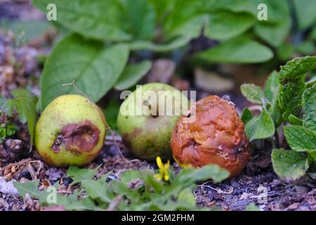 Windfall apples rotting on the ground Stock Photo