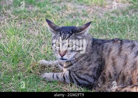 Adult Tabby Cat with slightly bewildered expression lying down on grass Stock Photo