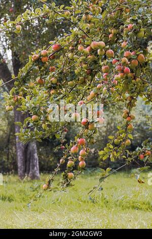 Branch with red apples hanging down from a tree. Selective focus on the largest cluster. Stock Photo