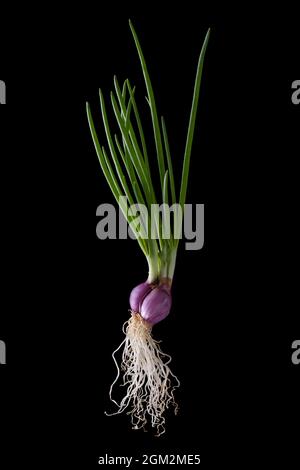 growing spring onion plant with leaves, bulb and roots, isolated on black background Stock Photo
