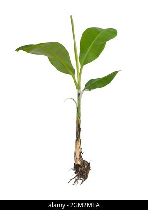 whole banana plant with roots, corm, stem and leaves isolated on white background. young full banana tree Stock Photo