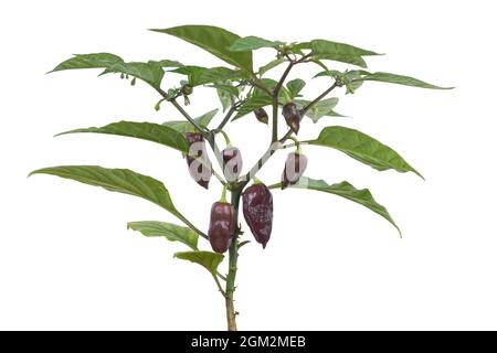 hottest capsicum chinense, habanero chilli peppers plant with purple chilli peppers, green chilli plant with leaves and flowers isolated in white Stock Photo