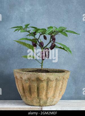 hottest capsicum chinense, habanero chilli peppers plant with purple chilli peppers grown in a cement container or pot at home garden, growing vegetab Stock Photo