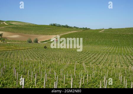 Vineyards of Monferrato near Mombaruzzo, Asti province, Piedmont, Italy, at springtime Stock Photo