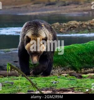 Grizzly digging for clams on a grassy sandbar in the Kutzmeyteen inlet in British Columbia. Stock Photo