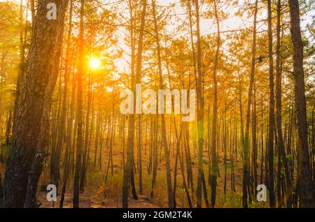 Early morning sunlight filtering through the pine trees of the Itshyrwat reserved forest in Shillong, Meghalaya, India. Stock Photo