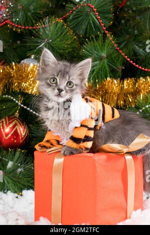 A cat in a tiger costume sits on a gift box and looks into the camera, preparing for Christmas and New Year. Stock Photo