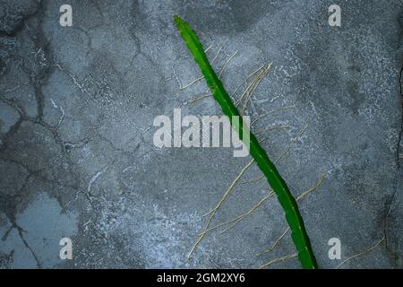 Cactus growing in the cracked concrete wall Stock Photo