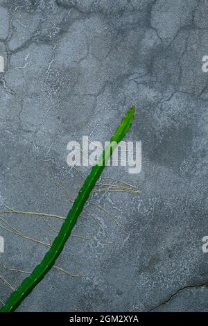 Cactus growing in the cracked concrete wall Stock Photo