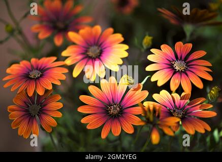 Osteospermum 'Purple Sun' - African Daisy Stock Photo