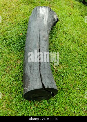 Isolated big log has black color on bright green grass. Stock Photo