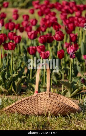 Tulips with a wicker basket on grass Stock Photo