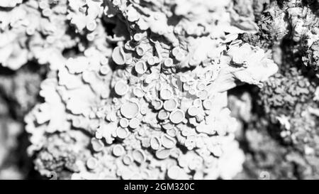 Lichen Xanthoria parietina on a tree bark, black and white photo Stock Photo