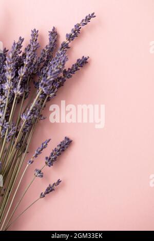 Beautiful dried lavender flowers on a pastel pink background Stock Photo