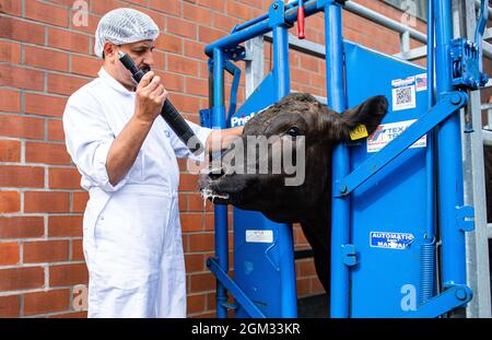 PRODUCTION - 08 June 2021, North Rhine-Westphalia, Münster: Shortly before slaughter, butcher Elez Xhaferi holds a bolt gun in his hand to stun the 36-month-old Wagyu steer in a restraint stand on the Holtmann farm. Photo: Guido Kirchner/dpa Stock Photo