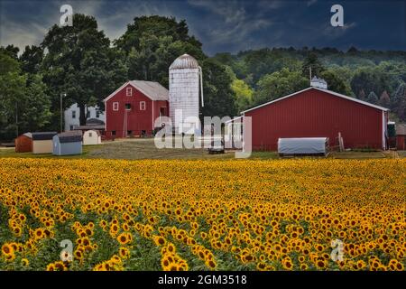 Sunflower Farm NJ - Sunflower (Helianthus annuus) field in a New Jersey country farm. Seen in the working farm are red barns and silos  behind what lo Stock Photo