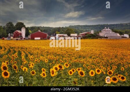 NJ Sunflower Farm  - Sunflower (Helianthus annuus) field in a New Jersey country farm. Seen in the working farm are red barns and silos  behind what l Stock Photo