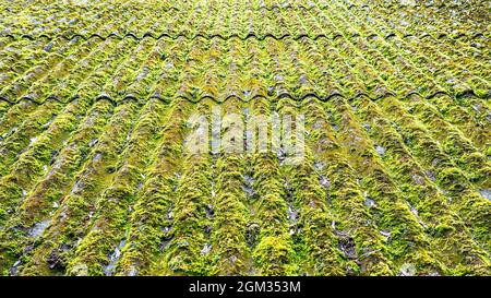 Slate roof overgrown with thick, green, bright moss Stock Photo
