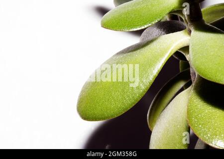 A Close Up of Succulent Leavs on white Background Stock Photo