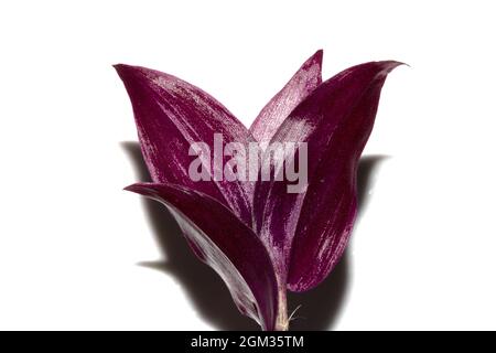 A Close Up of Succulent Leavs on white Background Stock Photo