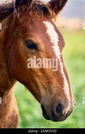 Vertical closeup shot of a brown horse head on a field background
