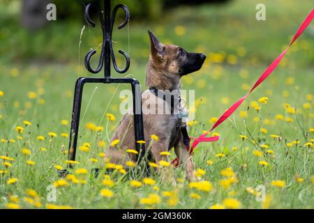 A German Shepherd puppy plays in green grass. Working line breed Stock Photo