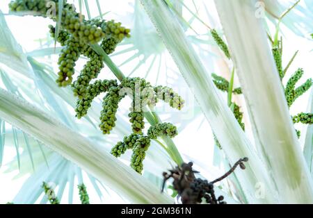 Bismarckia nobilis in the garden. Closeup round green raw fruit of Bismarck palm. Evergreen palm. Palm tree for decorate hotel or resort garden. Stock Photo