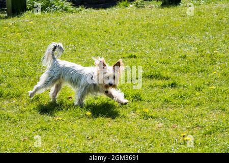 Yorkshire Terrier dog running in a field Stock Photo