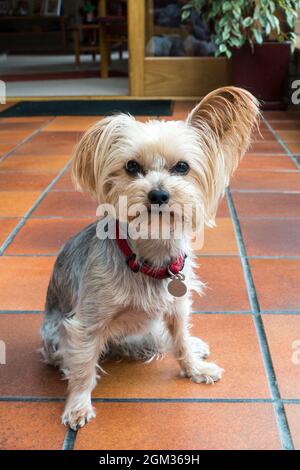 Three year old Yorkshire Terrier Stock Photo