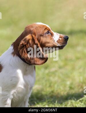 Welsh Springer Spaniel puppy Stock Photo