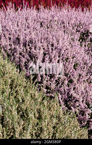 White Pink Calluna vulgaris Autumn heather Mix Flowering Plants Stock Photo