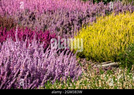 Autumn garden heather Calluna vulgaris colorful mixed flowers Stock Photo