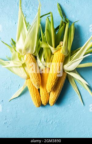 Corncobs or Corn Ears in Husk on Blue Background. Top Down View. Stock Photo