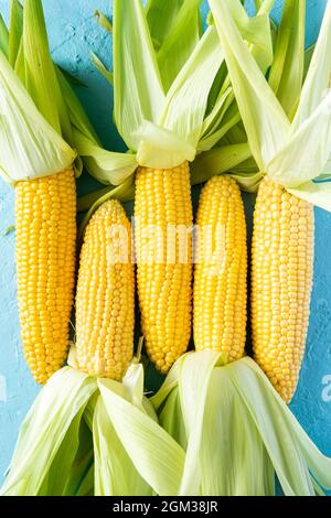 Corncobs or Corn Ears in Husk on Blue Background. Top Down View. Stock Photo