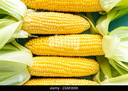 Corncobs or Corn Ears in Husk on Blue Background. Top Down View. Stock Photo