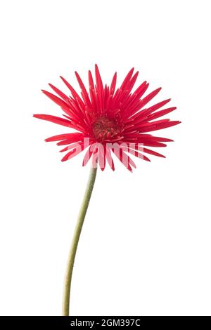 dark red gerbera daisy flower isolated on white background Stock Photo