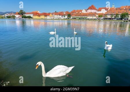 Beautiful reflection view of Lent district in Maribor Slovenia with swans . Stock Photo