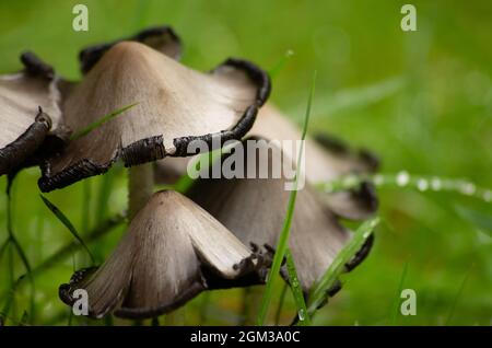 Wild Mushrooms, Galloway Forest Park, Scotland Stock Photo