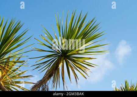 A cabbage palm (Cordyline australis) against a blue sky on St Agnes, Isles of Scilly Stock Photo