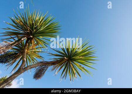 A cabbage palm (Cordyline australis) against a blue sky on St Agnes, Isles of Scilly Stock Photo