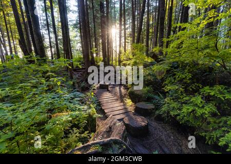 Hiking Path to Mystic Beach in the Vibrant Rainforest Stock Photo