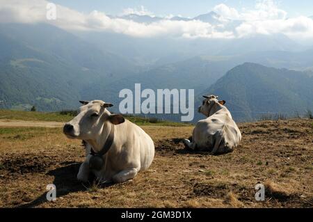 Mucche che si riposano dopo il pascolo e ruminano in valle Po, Piemonte,  nei prati sopra Ostana Stock Photo